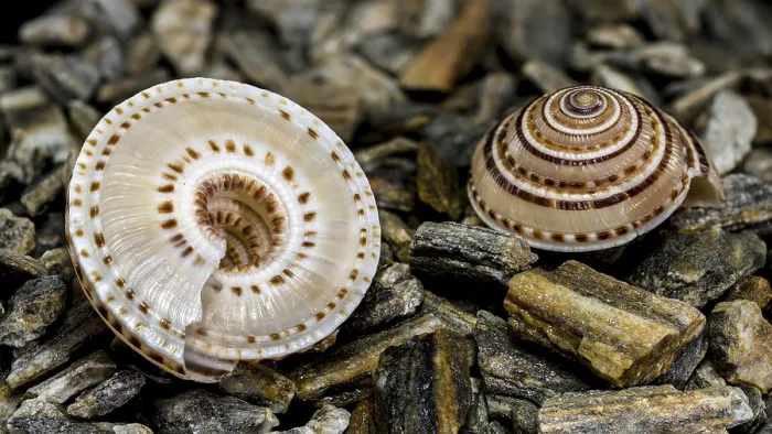 Framed Print : Close-up of Architectonica perspectiva Seashell Print Framed Print : Close-up of Architectonica perspectiva Seashell Print