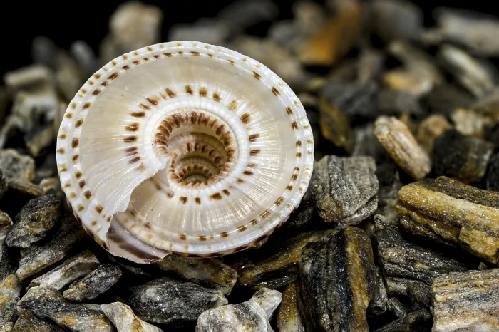 Framed Print : Close-up of Architectonica perspectiva Seashell Print Framed Print : Close-up of Architectonica perspectiva Seashell Print