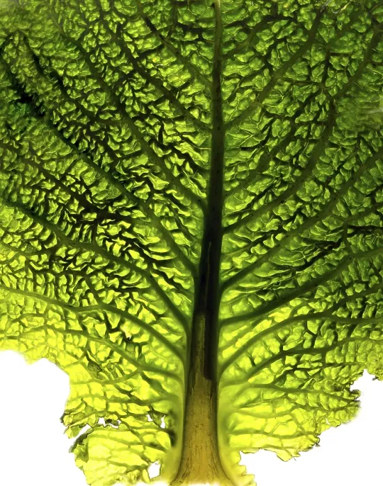 Framed Print : Close-up of a cabbage leaf Print