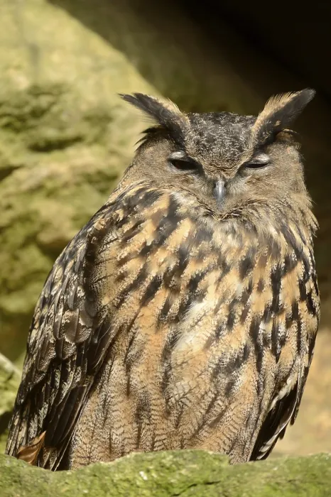 Framed Print : Close-up of a Eurasian Eagle-Owl in Forest Spring Print Framed Print : Close-up of a Eurasian Eagle-Owl in Forest Spring Print