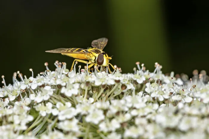 Framed Print : Close-up of a Hoverfly on White Flowers Print, Germany Framed Print : Close-up of a Hoverfly on White Flowers Print, Germany