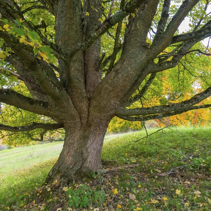 Framed Print : Close-up of a Large Maple Tree Print, Germany Framed Print : Close-up of a Large Maple Tree Print, Germany