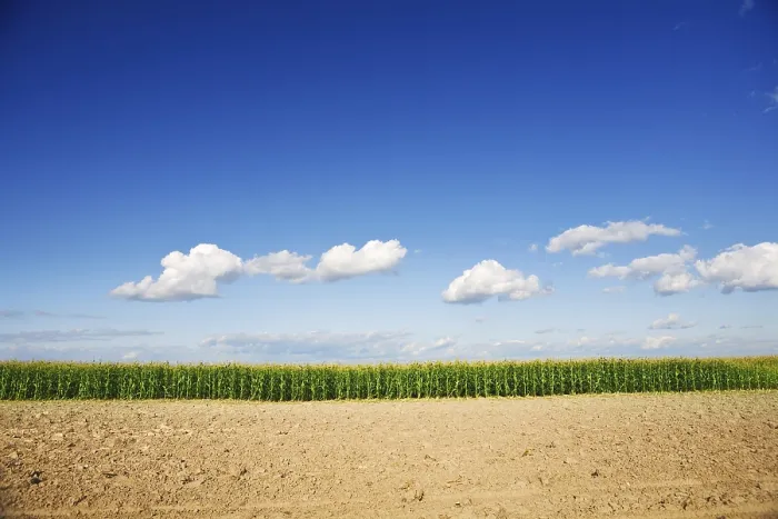 Framed Print : Close-up of a Maize Field Print
