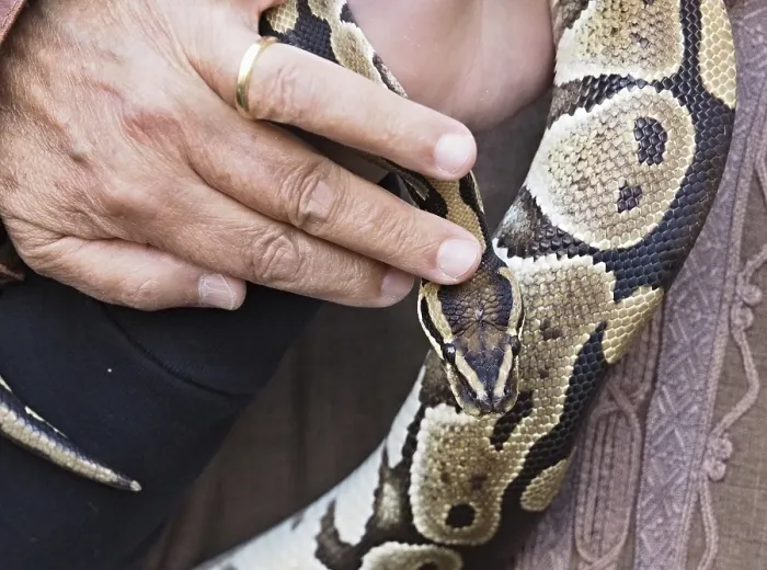 Framed Print : Close-up Print of Python Snake with Intricate Skin Pattern
