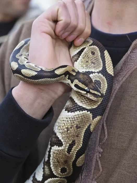 Framed Print : Close-up of Royal Python Coiled Around Handler's Arm Print Framed Print : Close-up of Royal Python Coiled Around Handler's Arm Print