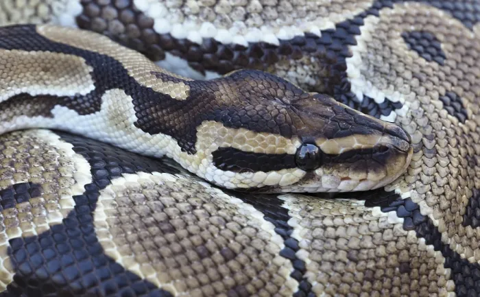 Framed Print : Close-up of a Royal Python Print: Ball Python Scale Pattern Framed Print : Close-up of a Royal Python Print: Ball Python Scale Pattern