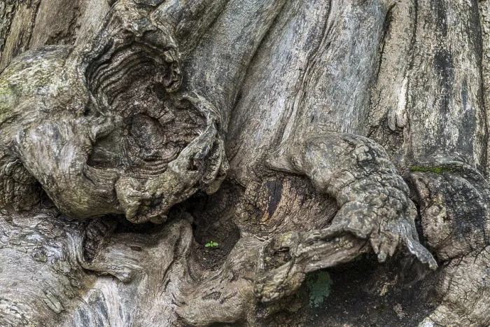 Framed Print : Close-up of a Tree Root Print Framed Print : Close-up of a Tree Root Print