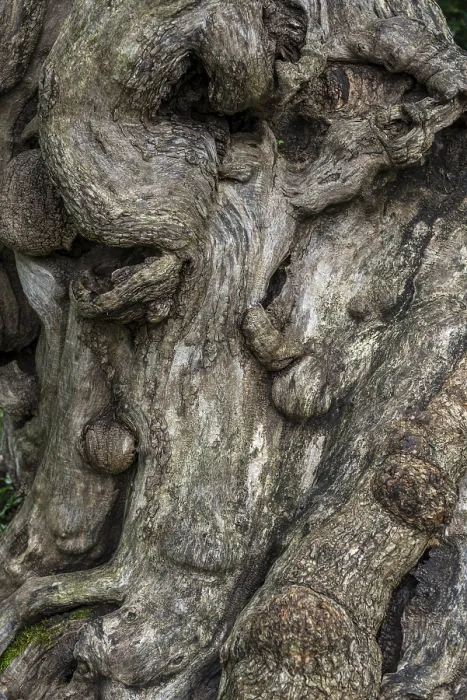 Framed Print : Close-up of a Tree Root Print