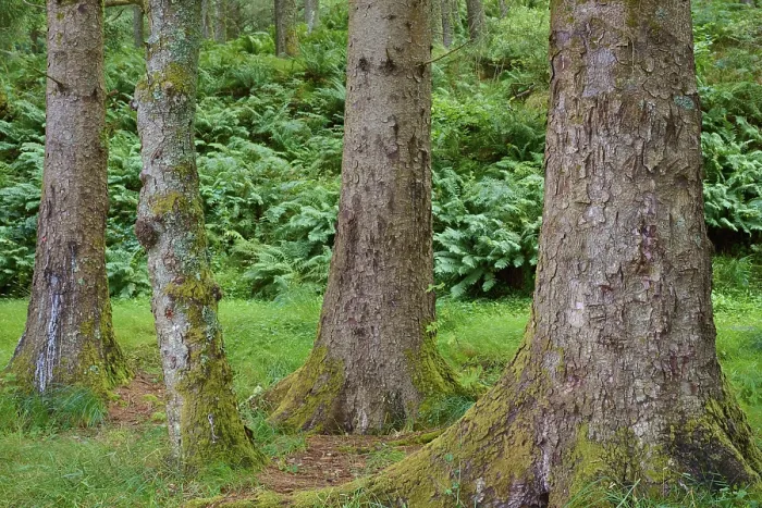 Framed Print : Loch Awe Forest Tree Trunks Print, Scotland Framed Print : Loch Awe Forest Tree Trunks Print, Scotland