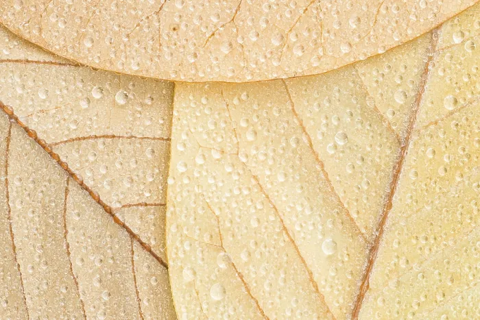Framed Print : Magnolia Leaves with Raindrops Print Framed Print : Magnolia Leaves with Raindrops Print