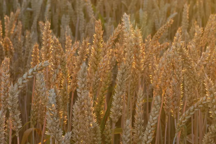 Framed Print : Close-up of a Wheat Field Print, Spessart, Bavaria