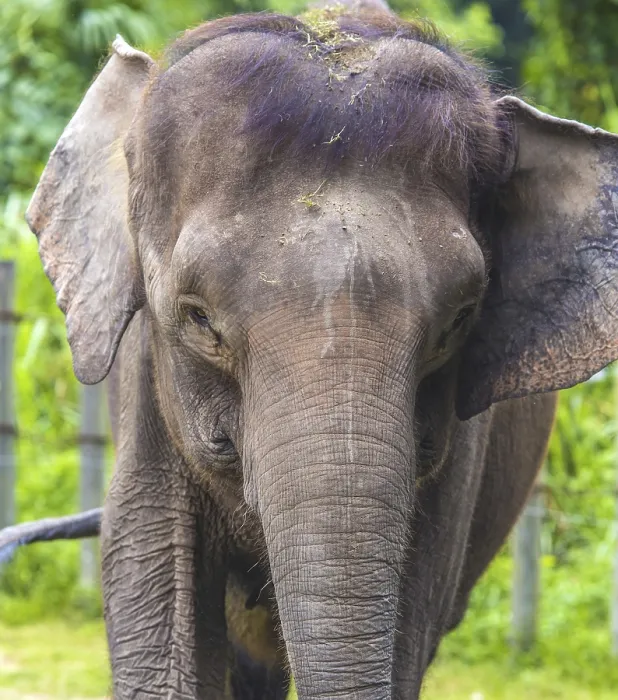 Framed Print : Elephant Face Close-up Print Framed Print : Elephant Face Close-up Print