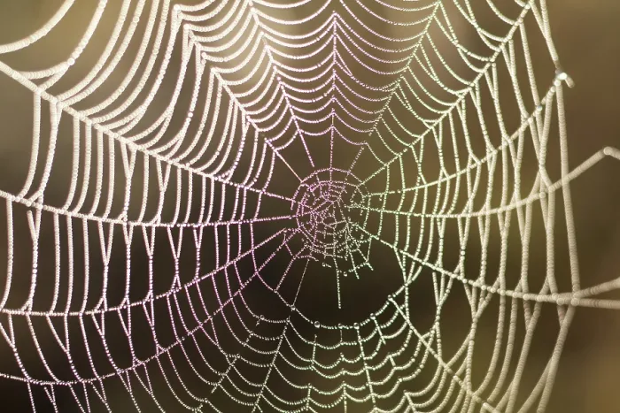 Framed Print : Close-up Print of a Spider's Web with Bokeh and Water Drop