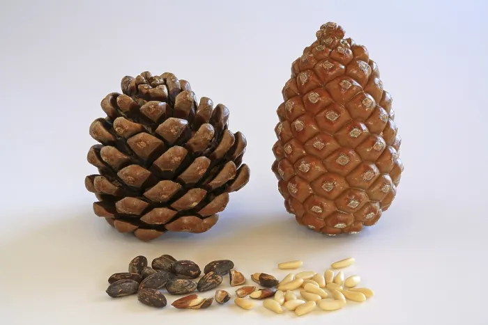 Framed Print : Closed and Open Pine Cone with Pine Nuts Print Framed Print : Closed and Open Pine Cone with Pine Nuts Print