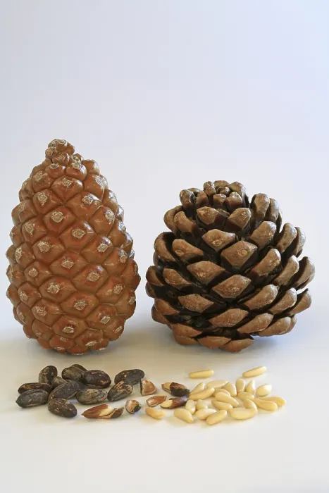 Framed Print : Closed and Open Pine Cone Print with Pine Nuts Framed Print : Closed and Open Pine Cone Print with Pine Nuts