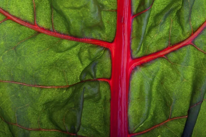 Framed Print : Closeup of a Chard Leaf Print Framed Print : Closeup of a Chard Leaf Print