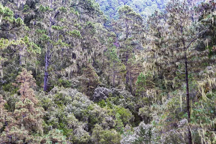 Framed Print : Cloud Forest Print, Tenerife, Canary Islands Framed Print : Cloud Forest Print, Tenerife, Canary Islands