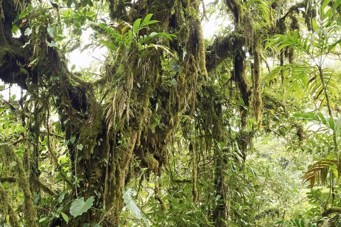 Framed Print : Monteverde Cloud Forest Vegetation Print, Costa Rica