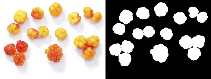 Framed Print : Cloudberries (Rubus chamaemorus) Print - Top View Framed Print : Cloudberries (Rubus chamaemorus) Print - Top View