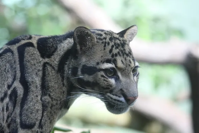 Framed Print : Clouded Leopard Print - ImageBROKER Framed Print : Clouded Leopard Print - ImageBROKER