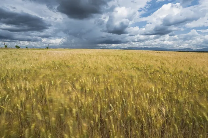 Framed Print : Cloudy Summer Storm Print - Dramatic Sky Over Fields Framed Print : Cloudy Summer Storm Print - Dramatic Sky Over Fields