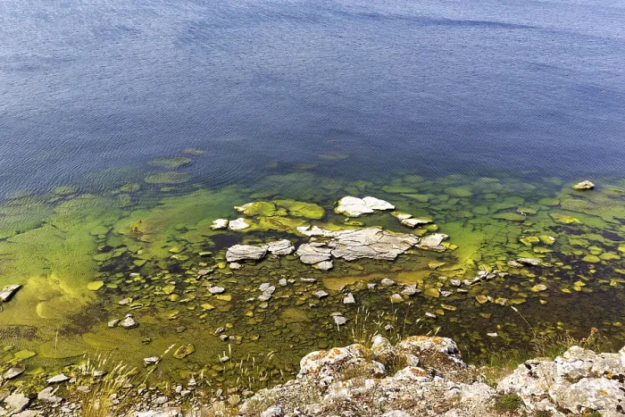 Framed Print : Coastal Area Print - Algae Bloom in Baltic Sea, Sweden Framed Print : Coastal Area Print - Algae Bloom in Baltic Sea, Sweden