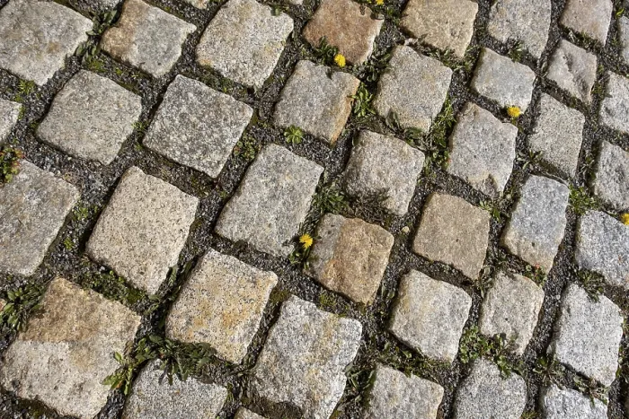 Framed Print : Cobbles with dandelions Print Framed Print : Cobbles with dandelions Print
