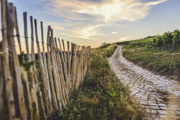 Framed Print : Cobblestone Path through Vineyards Print Framed Print : Cobblestone Path through Vineyards Print