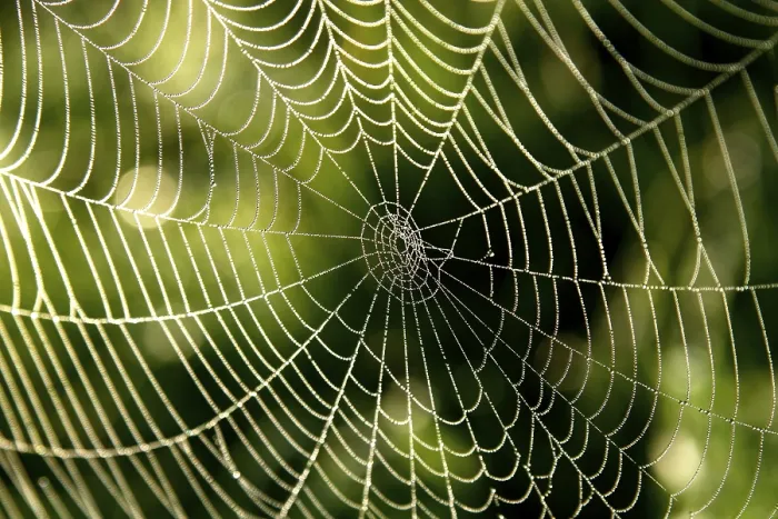 Framed Print : Cobweb with dew Print, Nature Photography Framed Print : Cobweb with dew Print, Nature Photography