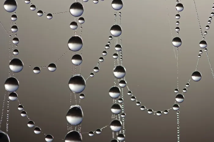 Framed Print : Cobweb with Dew Drops Print, Macro Shot Framed Print : Cobweb with Dew Drops Print, Macro Shot