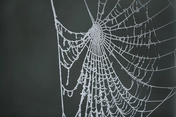 Framed Print : Cobweb with Hoarfrost Print Framed Print : Cobweb with Hoarfrost Print