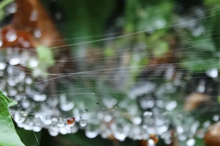 Framed Print : Cobweb threads with water droplets, Germany Print Framed Print : Cobweb threads with water droplets, Germany Print