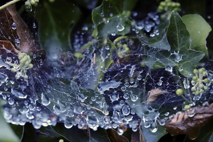 Framed Print : Cobweb threads with water droplets, Print, Germany Framed Print : Cobweb threads with water droplets, Print, Germany