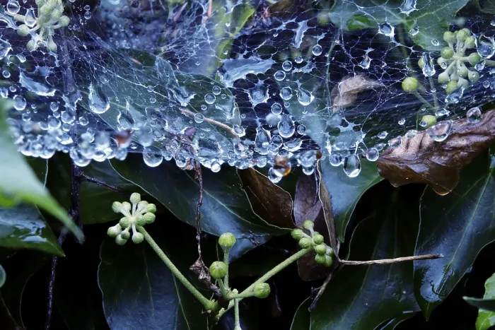 Framed Print : Cobweb threads with water droplets, Germany Print Framed Print : Cobweb threads with water droplets, Germany Print