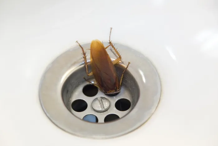 Framed Print : A Cockroach in a Plughole Print Framed Print : A Cockroach in a Plughole Print