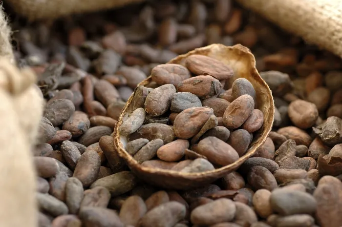 Framed Print : Cocoa Beans Print Framed Print : Cocoa Beans Print