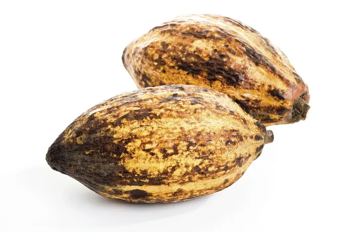 Framed Print : Cocoa Fruit Print - Close-up of a Cocoa Pod Framed Print : Cocoa Fruit Print - Close-up of a Cocoa Pod