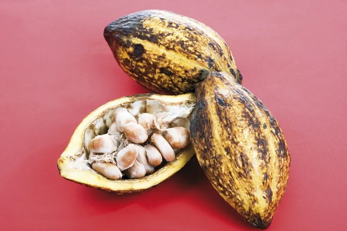 Framed Print : Cocoa Plant Print: Tropical Fruit Tree Framed Print : Cocoa Plant Print: Tropical Fruit Tree