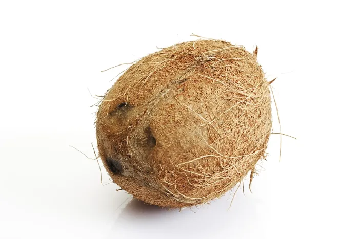 Framed Print : Coconut Print by ImageBROKER Framed Print : Coconut Print by ImageBROKER