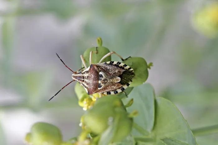 Framed Print : Print of Codophila varius, Spotted Bug Framed Print : Print of Codophila varius, Spotted Bug