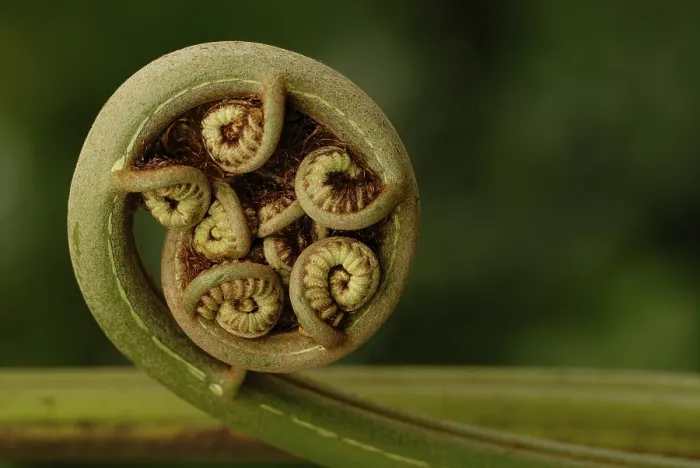 Framed Print : Coiled Frond Print (Pteridopsida) Framed Print : Coiled Frond Print (Pteridopsida)