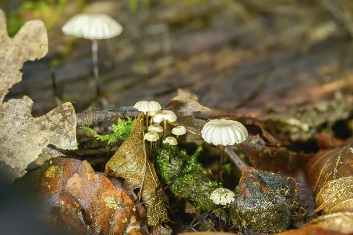 Framed Print : Collared Swindle Print - Marasmius rotula Mushroom Image Framed Print : Collared Swindle Print - Marasmius rotula Mushroom Image