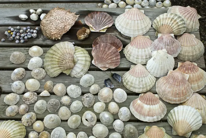 Framed Print : Collection of Shells Print Framed Print : Collection of Shells Print