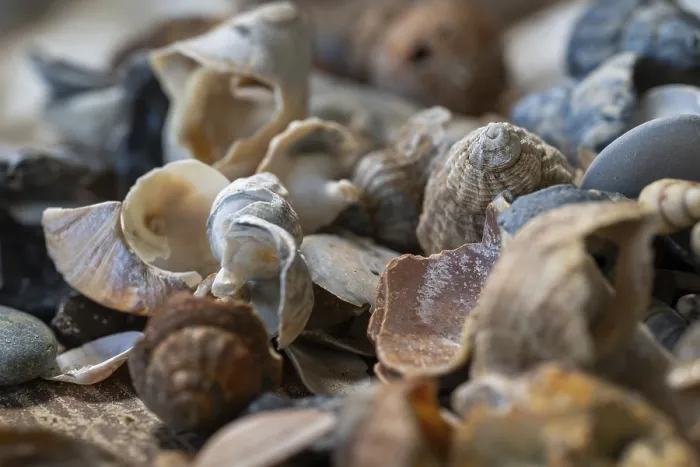 Framed Print : Beach Snails Print, Houvig, North Sea, Denmark