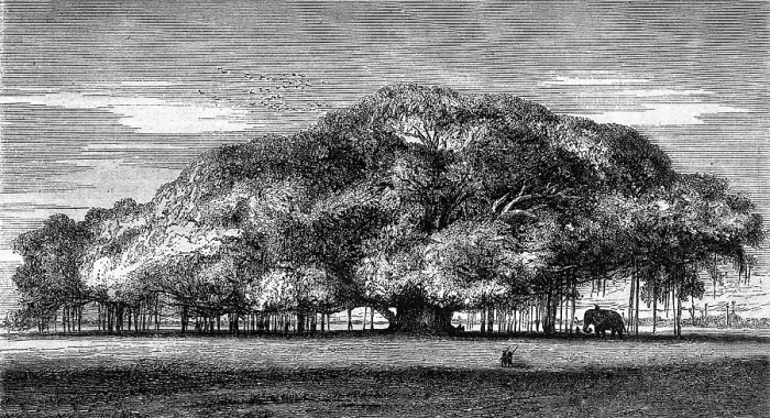 Framed Print : The Colossal Multiplying Fig Tree Print, 1869 Framed Print : The Colossal Multiplying Fig Tree Print, 1869