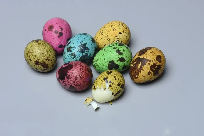 Framed Print : Coloured Quail Eggs Print, Germany Framed Print : Coloured Quail Eggs Print, Germany