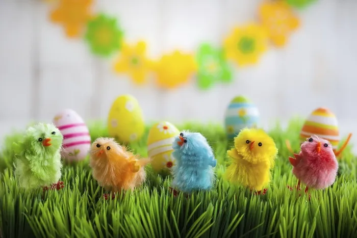 Framed Print : Colourful Easter Chicks Print on Green Grass Framed Print : Colourful Easter Chicks Print on Green Grass