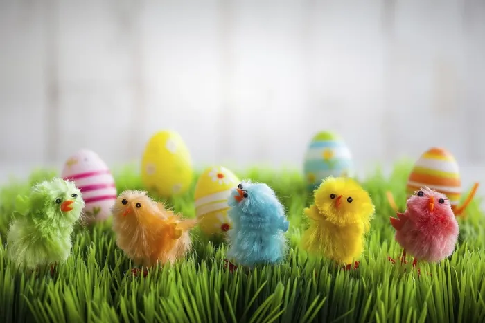 Framed Print : Colourful Easter Chicks Print on Green Grass Framed Print : Colourful Easter Chicks Print on Green Grass