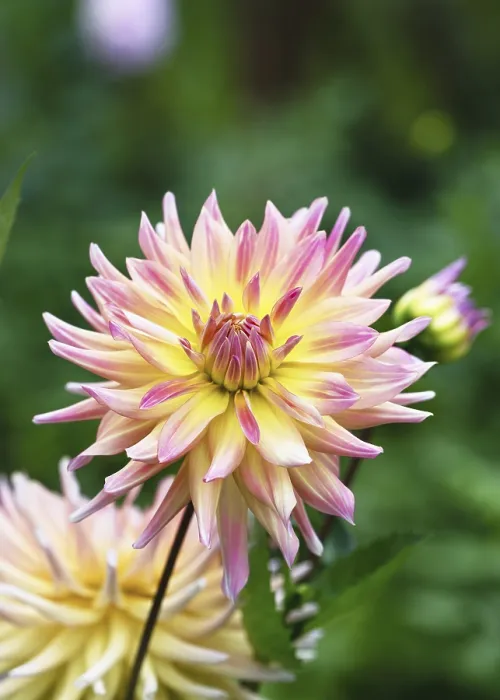 Framed Print : Colourful Dahlia Print Framed Print : Colourful Dahlia Print