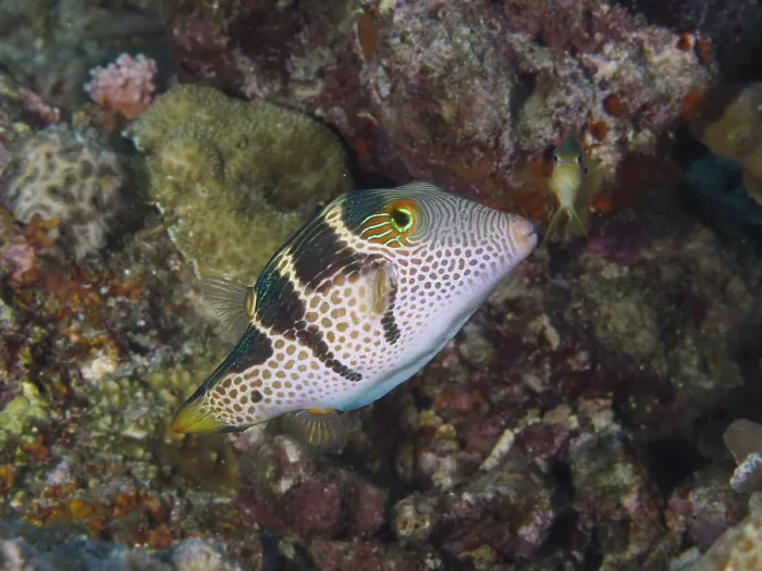 Framed Print : Saddle-spotted Pufferfish Print Framed Print : Saddle-spotted Pufferfish Print